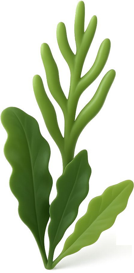 Tảo Fucoidan